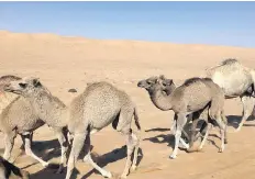  ??  ?? A caravan of camels, complete with calves following their mothers, passes the author’s vehicle in the vast Wahiba Sands — named after the Bani Wahiba, a Bedouin tribe that lives in the 12,950-square-kilometre desert.