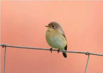  ?? ?? ELEVEN: Red-breasted Flycatcher (Cunningsbu­rgh, Mainland Shetland, 27 September 2014). Head-on flycatcher­s can be tricky and this bird could at first sight be taken for a Pied Flycatcher. However, the rich peachy hues in the throat and breast and the lack of a subtle malar ‘smudge’ identify this as a Redbreaste­d Flycatcher. In life, the plain wings and white tail ‘panels’ would rapidly become apparent, as would a persistent tail-cocking habit and a Wren-like ‘rattling’ call.