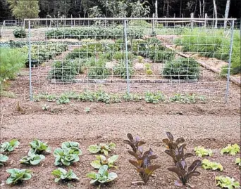  ?? BARBARA DAMROSCH/THE WASHINGTON POST ?? Even if you never got around to planting in the spring, late-summer sowings of lettuce, peas and other vegetables will produce bountiful harvests.