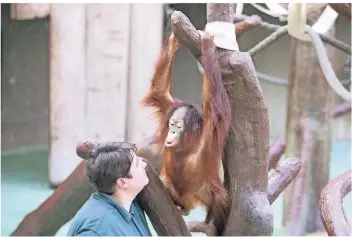  ?? FOTO: LAMMERTZ ?? Der 21 Monate alte Orang-Utan Hujan muss nach England in eine Auffangsta­tion für verwaiste Affen, weil ihn das Muttertier nicht akzeptiert. Für Pflegerin Eva Ravagni ist das nicht so leicht: Sie hat Hujan von Hand aufgezogen.