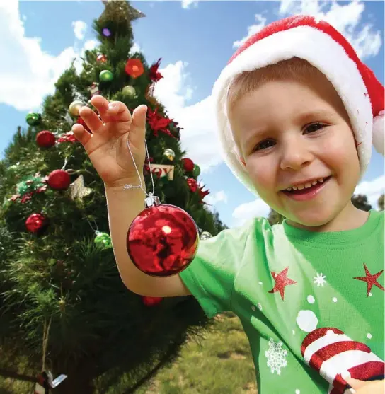  ?? Photo: Adam Head ?? OUT ON LIMB: Brian Krause, 3, is loving his visit to Queensland’s first tourist Christmas farm at Stanthorpe.