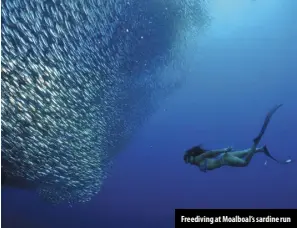  ?? ?? Freediving at Moalboal’s sardine run