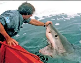  ??  ?? A National Geographic Wild csatornán júliusban mindent megtudhatu­nk a cápákról