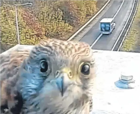  ??  ?? FOOTAGE has been released show- ing a kestrel using a motorway CCTV mast as a perch.
The young bird of prey is seen checking out her reflection in the camera, being mobbed by a magpie and a raven, searching for prey and struggling against high winds...