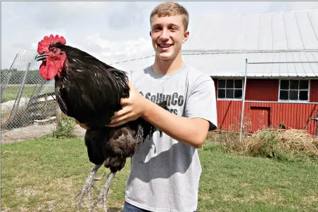  ?? (AP Photo/Tony Dejak) ?? Eric Davis holds up his rooster, Spurs 2, at his grandmothe­r's farm on Sept. 1 near Jenera, Ohio. The high school sophomore was bummed he didn't get to take this year's batch of chickens to the fair because he said they're the best he's had in six years.