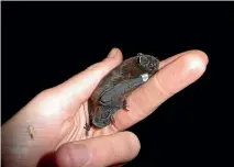  ??  ?? Long-tailed bats can fly at
60kmh and have a large home range –
100 square kilometres.