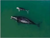  ?? GEORGIA DEPARTMENT OF NATURAL RESOURCES ?? A North Atlantic right whale mother and calf in waters near Wassaw Island, Ga.