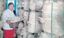  ?? DIVYA RAWAT/HT PHOTO ?? A mushroom grower at her farm in Uttarakhan­d.