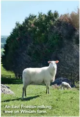  ??  ?? An East Friesian milking ewe on Winsam farm.