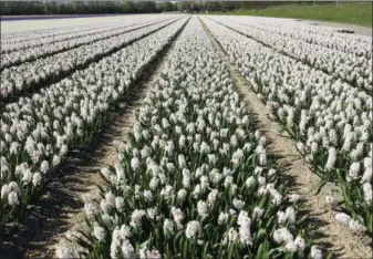  ??  ?? A field of spring-flowering bulbs near Lisse, Netherland­s.