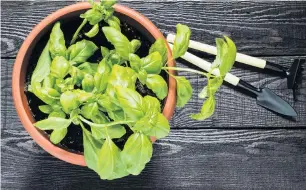  ??  ?? Growing herbs like basil can be enjoyed by anyone with a windowsill.