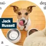  ??  ?? Jack Russell