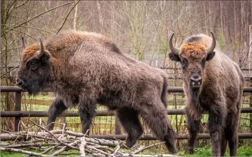  ?? Picture: Nathan Harding Lee ?? There is excitement at Wildwood Trust over the arrival of two new bison bulls