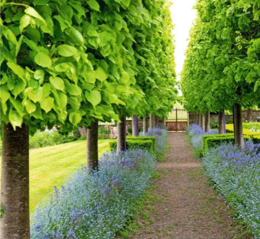  ??  ?? The striking pleached lime avenue, underplant­ed with cool-coloured forget-me-nots and bluebells.