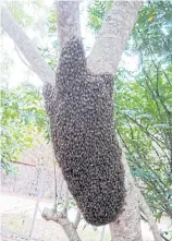  ??  ?? HARD WORKERS: Honeybees are important fruit tree pollinator­s.