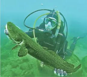  ?? UWM SCHOOL OF FRESHWATER SCIENCES ?? Eric Geisthardt, then a graduate student at the UWM School of Freshwater Sciences, holds a burbot during an August 2017 dive on Green Can Reef in Lake Michigan near Milwaukee.