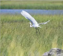  ??  ?? AN EGRET takes f light over empty half-acre lots and paved roads that are now part of the Lake Earl Wildlife Area.