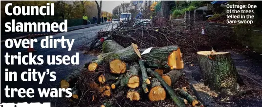  ??  ?? Outrage: One of the trees felled in the 5am swoop