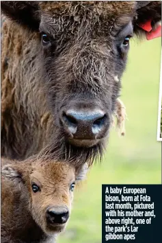  ??  ?? A baby European bison, born at Fota last month, pictured with his mother and, above right, one of the park’s Lar gibbon apes