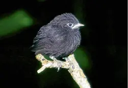  ?? PHOTO, ABOVE: DON MERTON ?? Ambitious plans for a 1000ha area of intense predator control in the Tararua range would be a haven for the North Island robin.