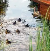  ?? Fotos: Helge Latte ?? Entwarnung für die Entenfamil­ie: Ringelnatt­ern haben eher Amphibien wie Frösche auf dem Speiseplan.