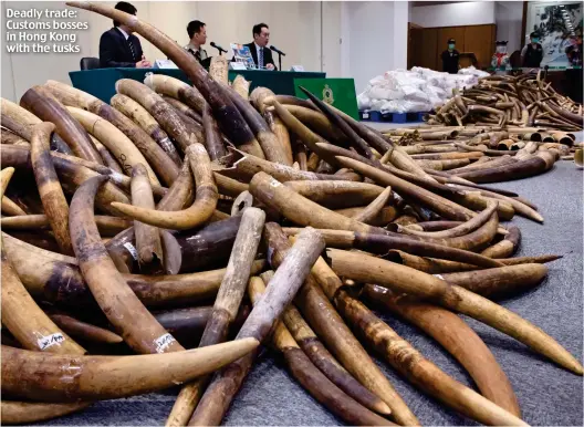  ??  ?? Deadly trade: Customs bosses in Hong Kong with the tusks