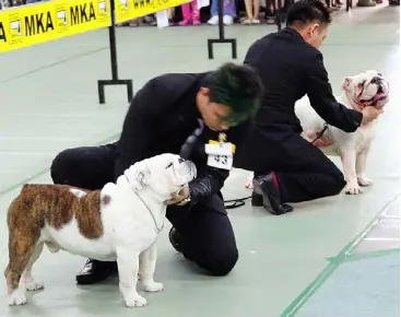 Dogs Get Their Day At Show Pressreader