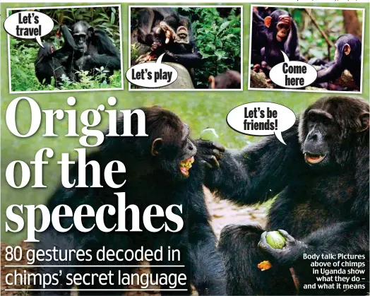  ??  ?? Body talk: Pictures above of chimps in Uganda show what they do – and what it means