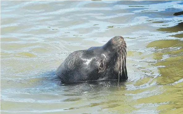  ?? NICK PROCAYLO/PNG ?? A sea lion was pictured swimming near the Steveston Wharf after a girl was pulled into the water by one this weekend.