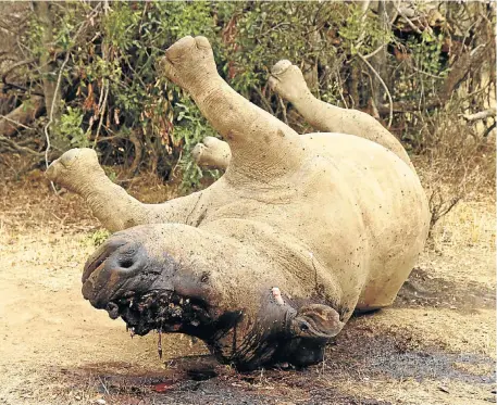  ?? Picture: REUTERS ?? GORY FATE: The bloated carcass of a white rhino, its horn hacked off by poachers, lies in the Kruger National Park in this September 2011 photo. So far this year, poachers, most of them from Mozambique, have killed 184 rhinos in the park