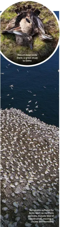  ?? ?? Report dead birds (here, a great skua) to Defra
Symptoms suffered by birds, such as northern gannets, include loss of coordinati­on, moving in circles and trembling