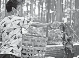  ?? FIRDIA LISNAWATI/AP ?? A worker feeds macaques during feeding time Wednesday at Sangeh Monkey Forest in Bali Island, Indonesia. Hungry monkeys have taken to raiding villagers’ homes.