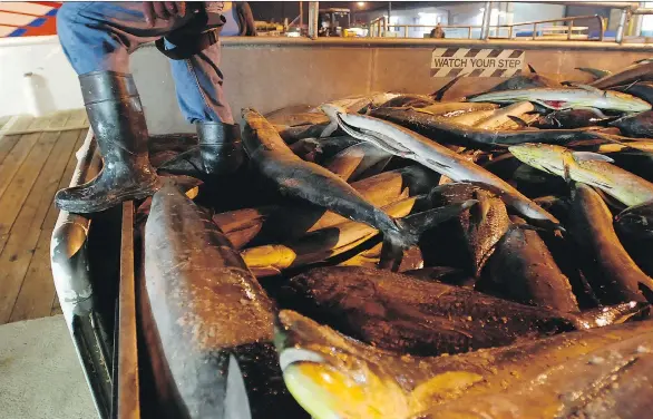  ?? PHOTOS: CALEB JONES/ THE ASSOCIATED PRESS ?? A fish auction worker at Pier 38 in Honolulu receives a catch from a U.S. fishing vessel crewed by foreign fishermen, who might make as little as 70 cents an hour. A single yellowfin tuna can fetch more than $1,000, and vendors market the catch as...