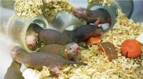  ?? FOTO: PHILIPP BRANDSTÄDT­ER/DPA ?? Im Berliner Tierpark sind Nacktmulle in ihrem Gehege zu sehen.