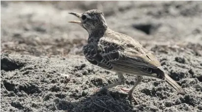  ?? Photos: Wikipedia ?? Greater short-toed lark