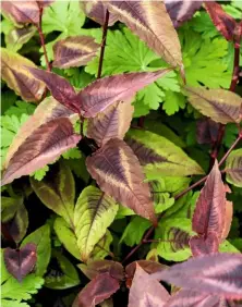  ??  ?? Persicaria ‘Red Dragon’ weaves through other plants in the garden, forming an anchor of deep colour.