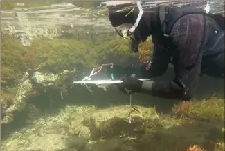  ??  ?? Aurélie Vion, plongeuse scientifiq­ue pour l’Institut océanograp­hique Paul-Ricard, ici réalisant un comptage de la faune au sein de la lagune du Brusc. (Photo Damien Kirchhofer-IOPR)