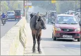  ?? SUNIL GHOSH /HT ?? Authority officials point out abandonmen­t as one of the major reasons for rising number of stray cattle in the city.