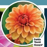  ?? ?? Dahlia ‘David Howard’
Dahlia