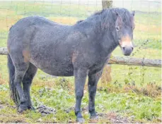  ?? ARCHIVFOTO: SABINE MAURER/DPA ?? In Bermatinge­n hat ein Pony eine schwere Verletzung eines Auges erlitten. Noch ist unklar, ob es sich um einen Unfall oder eine Straftat handelt. Die Polizei ermittelt. Unser Symbolbild zeigt ein Exmoor-Pony.