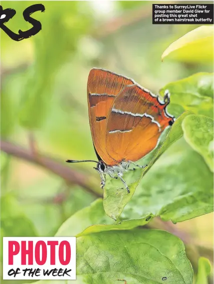  ?? ?? Thanks to SurreyLive Flickr group member David Glew for posting this great shot of a brown hairstreak butterfly