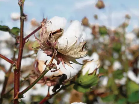  ?? PHOTO: ANDREW THORPE ?? GOOD SEASON AHEAD: Conditions for cotton are ideal.