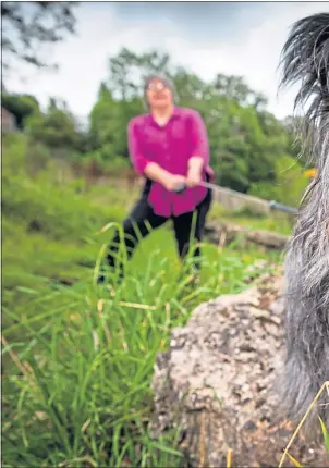  ??  ?? Skye terrier owner Marie Hamilton takes one of her two terriers for a walk near her home in Larkhall