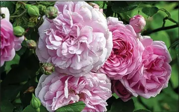  ??  ?? Summer sirens: Care for your roses now and you’ll be rewarded with summer blooms