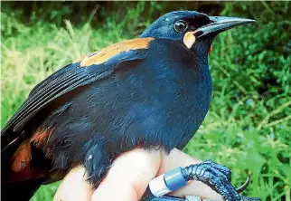  ??  ?? Saddleback­s, or tieke, are being tagged by Dave Bryden in Wellington to monitor their travels outside Zealandia.