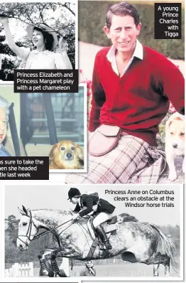  ??  ?? Princess Elizabeth and Princess Margaret play with a pet chameleon
Her Majesty was sure to take the corgis along when she headed to Windsor Castle last week
A young Prince Charles with Tigga
Princess Anne on Columbus clears an obstacle at the Windsor horse trials