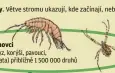  ?? ?? Fylogeneti­cký strom ukazuje evoluční vztahy mezi různými organismy. Větve stromu ukazují, kde začínají, nebo končí genetické nebo fyzické podobnosti a rozdíly mezi organismy. Členovci
(hmyz, korýši, pavouci, klíšťata) přibližně 1 500 000 druhů
Želvušky (vodní medvídci)
asi 1200 druhů
Měkkýši (mlži, plži, olihně)
asi 8500 druhů
Kroužkovci (žížaly, pijavice) asi 12 000 druhů