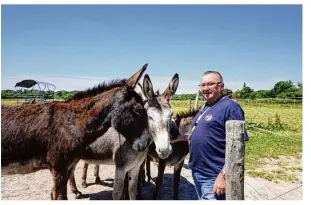  ??  ?? Les ânes des Crinières Argentées participen­t au sauvetage de leurs cousins équidés.