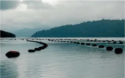  ??  ?? More than 100 mussel farms in Kenepuru Sound and inner Pelorus Sound have closed after the toxic algal bloom Alexandriu­m catenella was found.