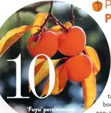  ??  ?? ‘Fuyu’ persimmons.